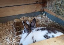 Obrázek: aktuality/galerie/1000061660.jpg