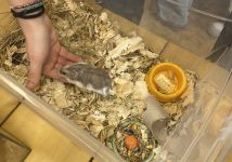 Obrázek: aktuality/galerie/1000061668.jpg