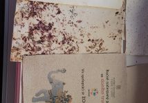 Obrázek: pages/galerie/20250911-134804.jpg